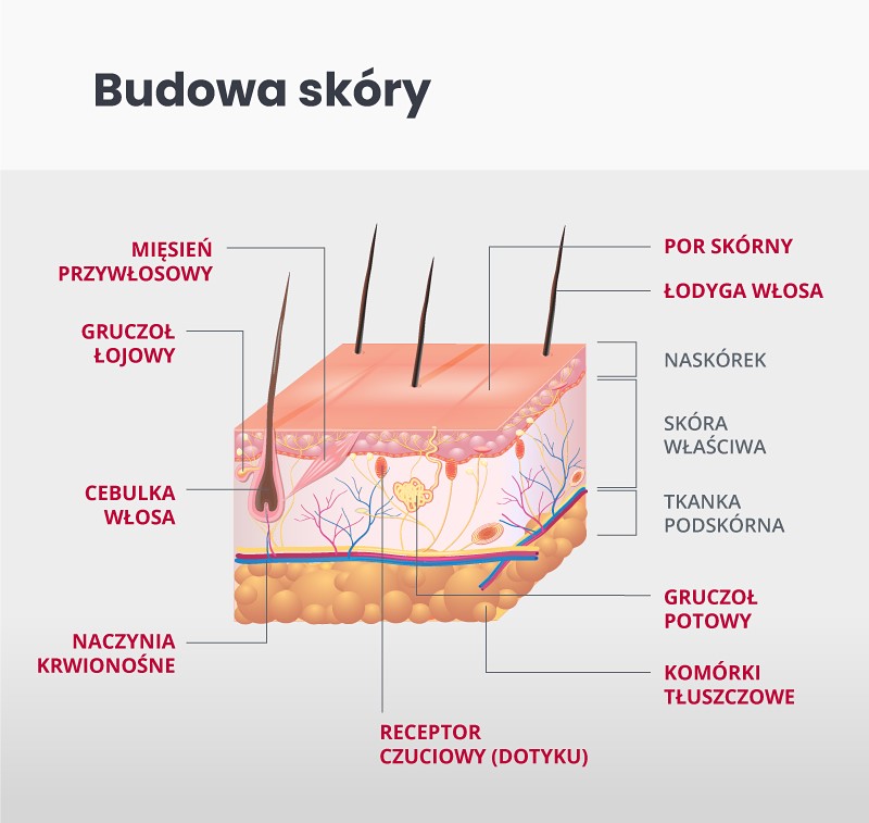 Organizm Człowieka Skóra Powłoka Organizmu Jak zbudowana jest ludzka skóra | Help4skin